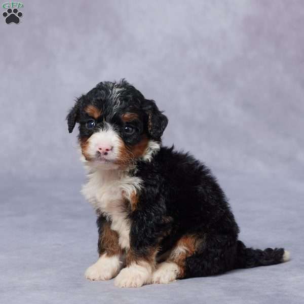Lindy, Mini Bernedoodle Puppy